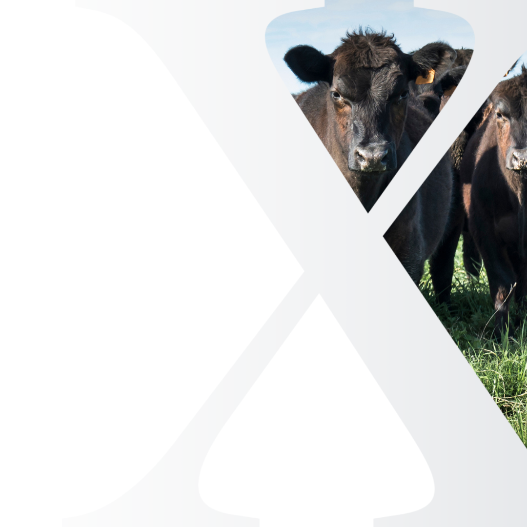 Meats and Livestock Market Analysis Subscriptions