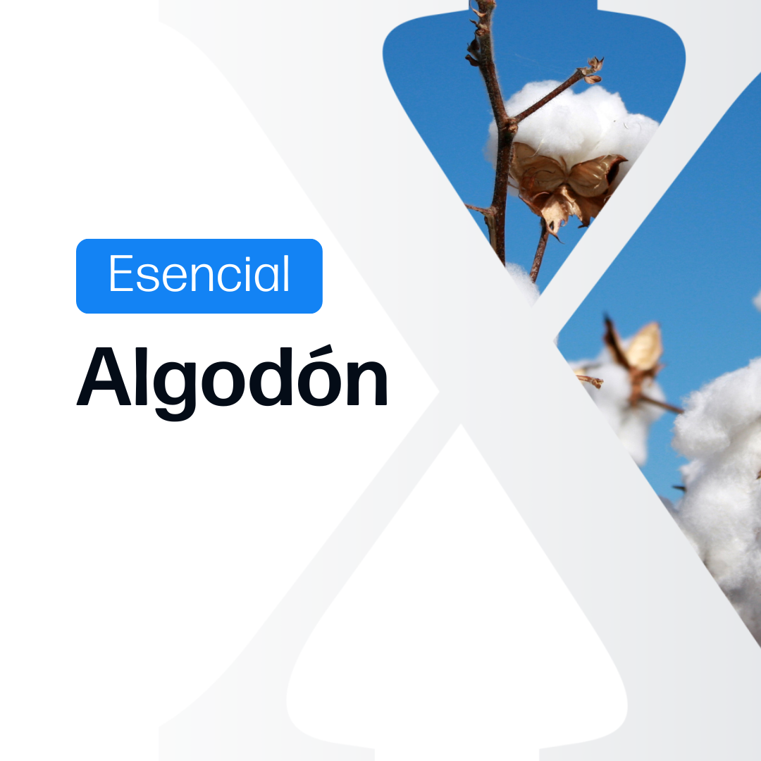 Algodón Esencial - Paraguay y Brasil