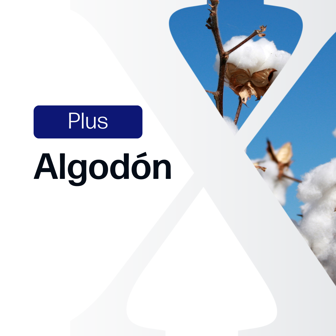 Algodón Plus - Paraguay y Brasil