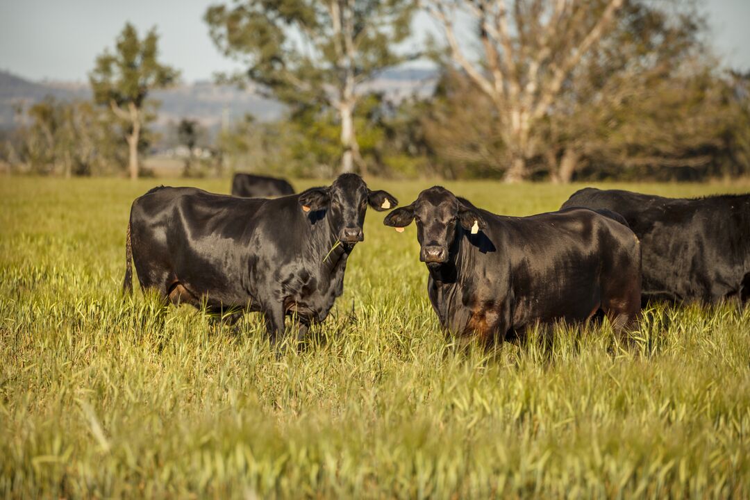 Livestock Market Analysis Subscriptions