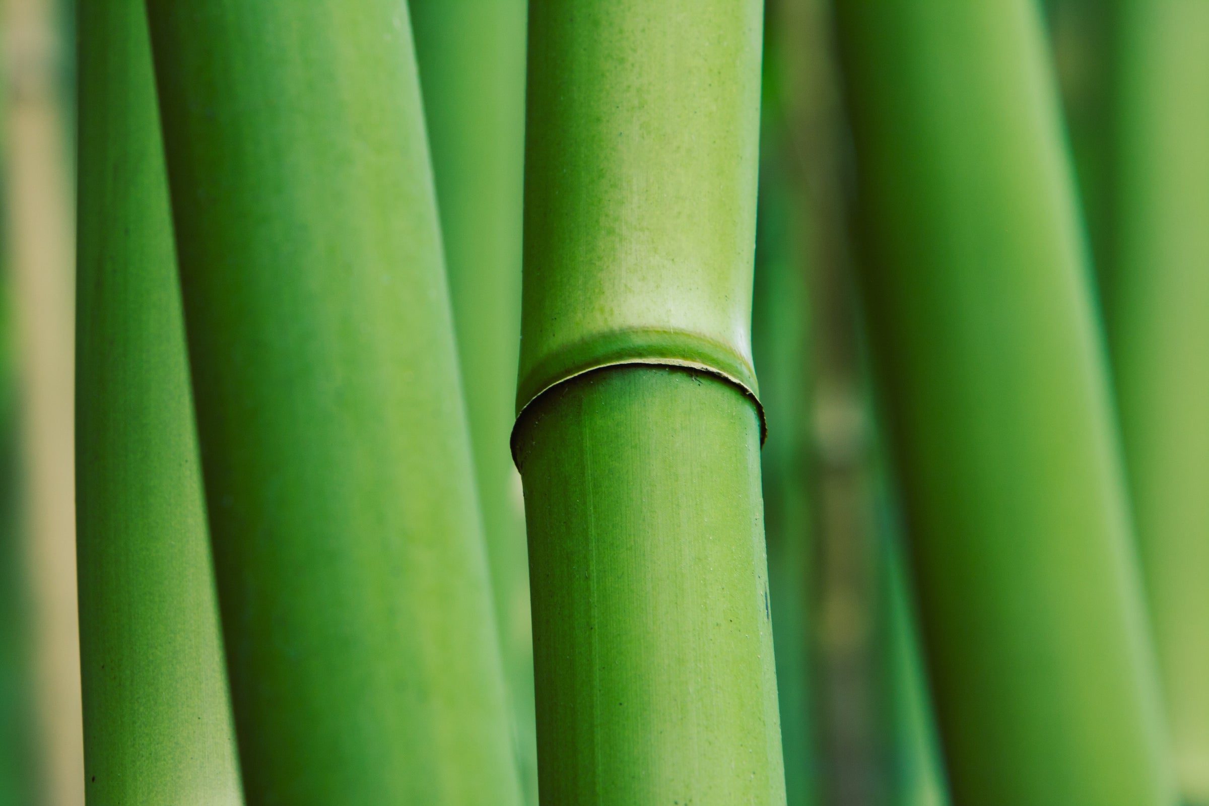 Close-up view of vibrant green bamboo stalks highlighting natural texture and growth patterns, symbolizing sustainability and insights for market reports subscriptions.