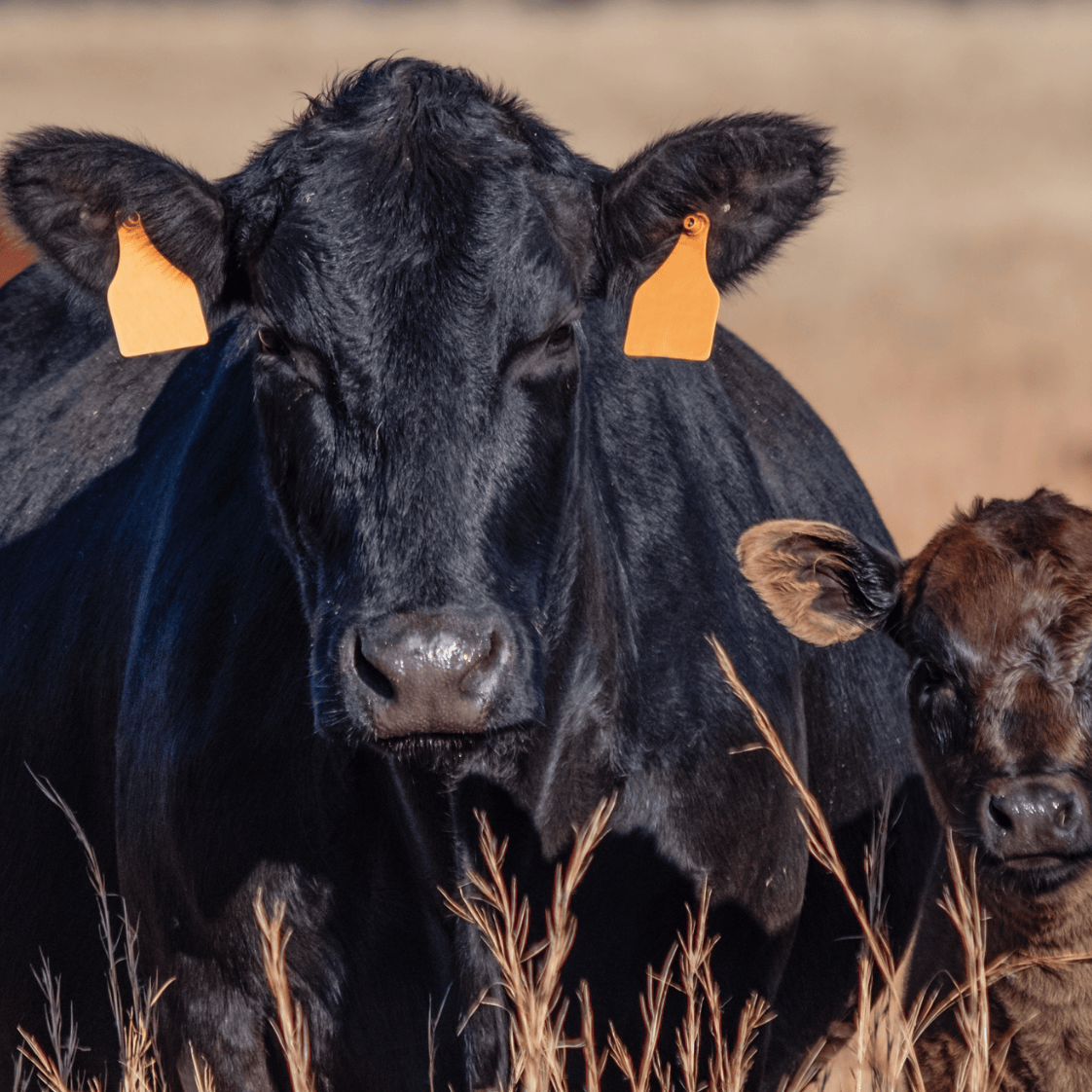 Close-up view of a Black Angus cow with orange ear tags standing in a dry grass field alongside a smaller calf, illustrating expert insights and exclusive market analysis for commodity trends and report subscriptions.