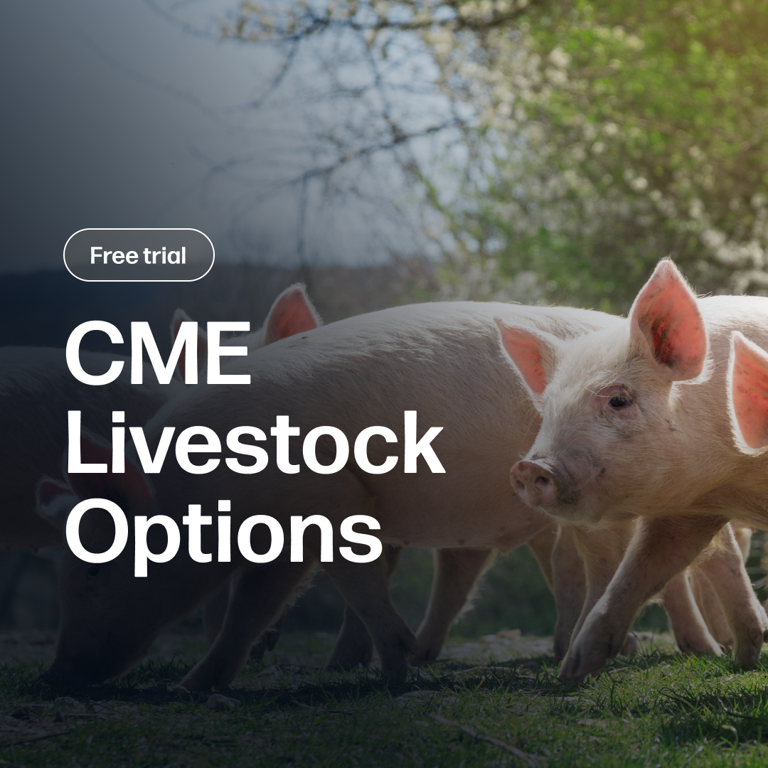 Image showing pigs walking on grass in a natural outdoor setting with text promoting a free trial for the CME Livestock Options Report Subscription, providing daily implied volatility and open interest data for options traders seeking market insights.