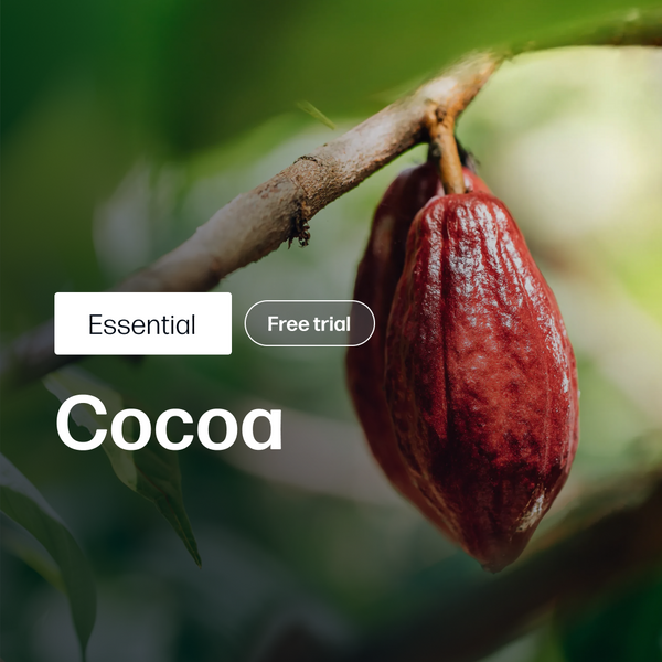 Cocoa Market Reports | Essential