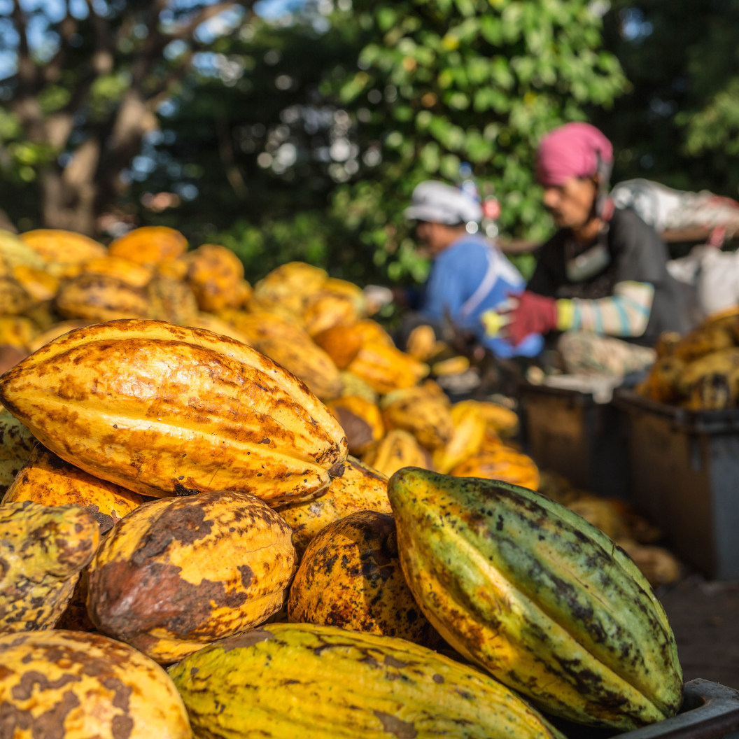 Close-up of ripe cacao pods in shades of yellow, green, and brown with workers sorting the harvest in the background, illustrating expert insights and exclusive market analysis for cocoa commodity trends and report subscriptions.