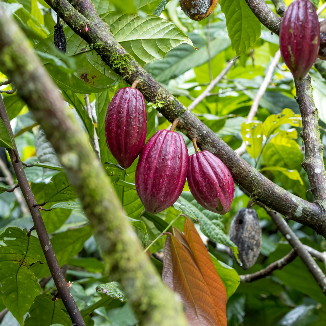 Clusters of ripe cacao pods in deep red and dark purple hues hang from moss-covered branches amid lush green foliage, illustrating expert insights and exclusive market analysis for commodity trends.