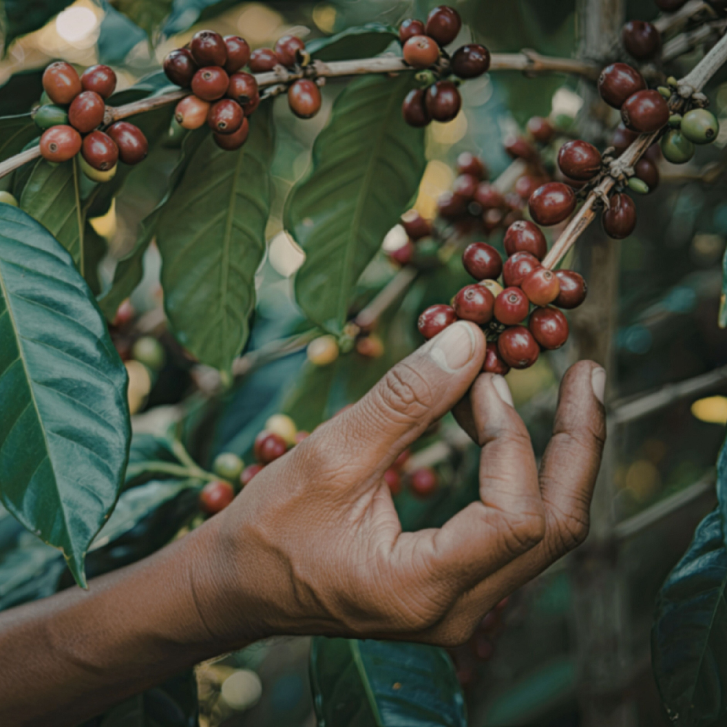 A close-up of a hand carefully harvesting ripe red coffee cherries from a lush green coffee plant, illustrating expert insights and exclusive market analysis for coffee commodity trends.