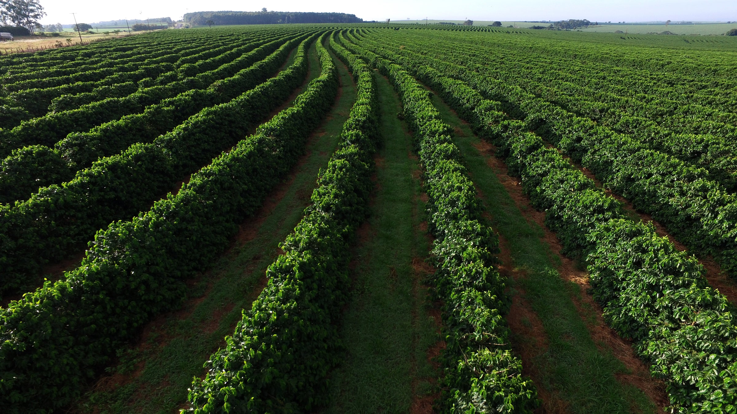 Expansive agricultural field with neatly aligned rows of green coffee plants stretching toward the horizon under a clear sky, highlighting commodity trends and market insights.