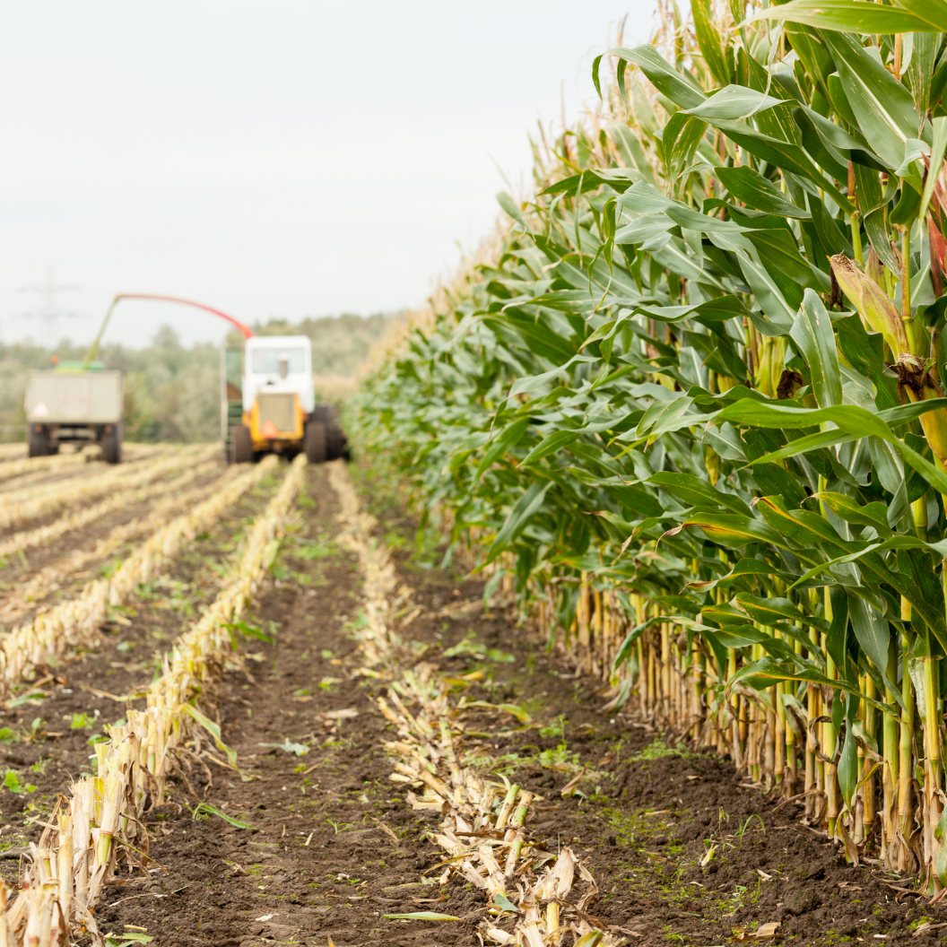 A farm field with rows of tall green corn plants on the right and harvested stalks on the left, with agricultural machinery in the background gathering crops, illustrating grain commodity trends with expert insights and exclusive market analysis.