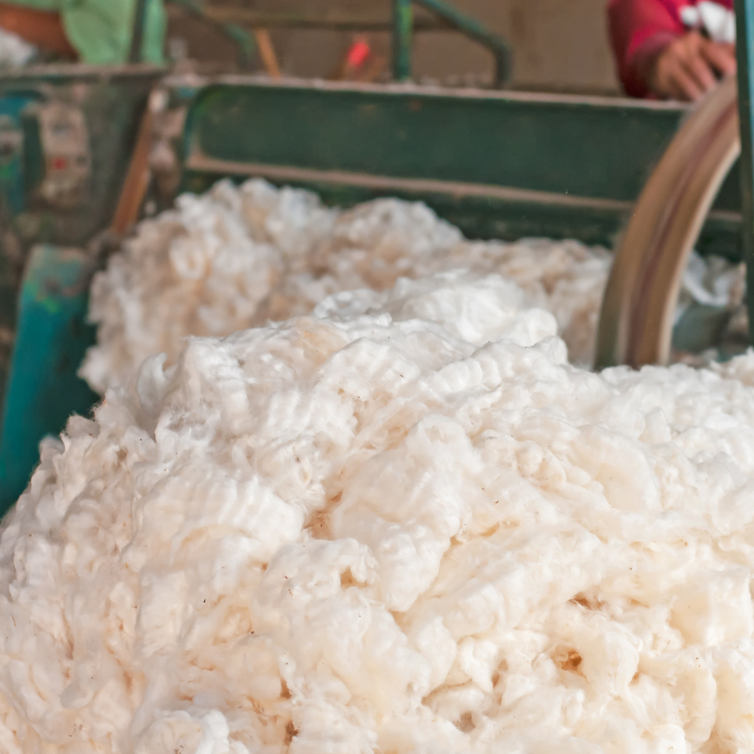 Close-up of raw cotton fiber being processed in a machine with a blurred background of a worker, illustrating expert insights and exclusive market analysis for cotton commodity trends and report subscriptions.