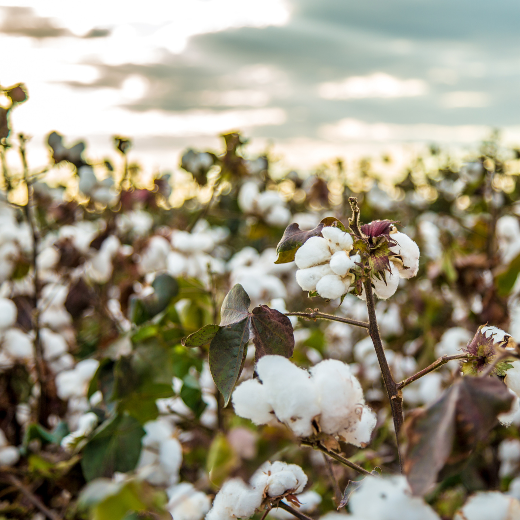 Close-up view of a cotton field with mature white cotton bolls on plants under a cloudy sky, illustrating expert insights and exclusive market analysis for cotton commodity trends.