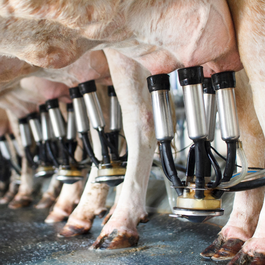Close-up of dairy cows connected to automated milking machines on a farm, illustrating expert insights and exclusive market analysis for dairy commodity trends and report subscriptions.
