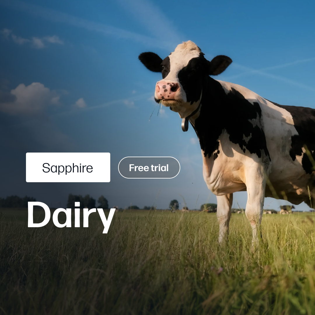 Holstein cow standing in a sunlit green pasture under a clear blue sky, symbolizing fresh dairy supply and market insights for the Dairy Market Reports Subscription | Sapphire.