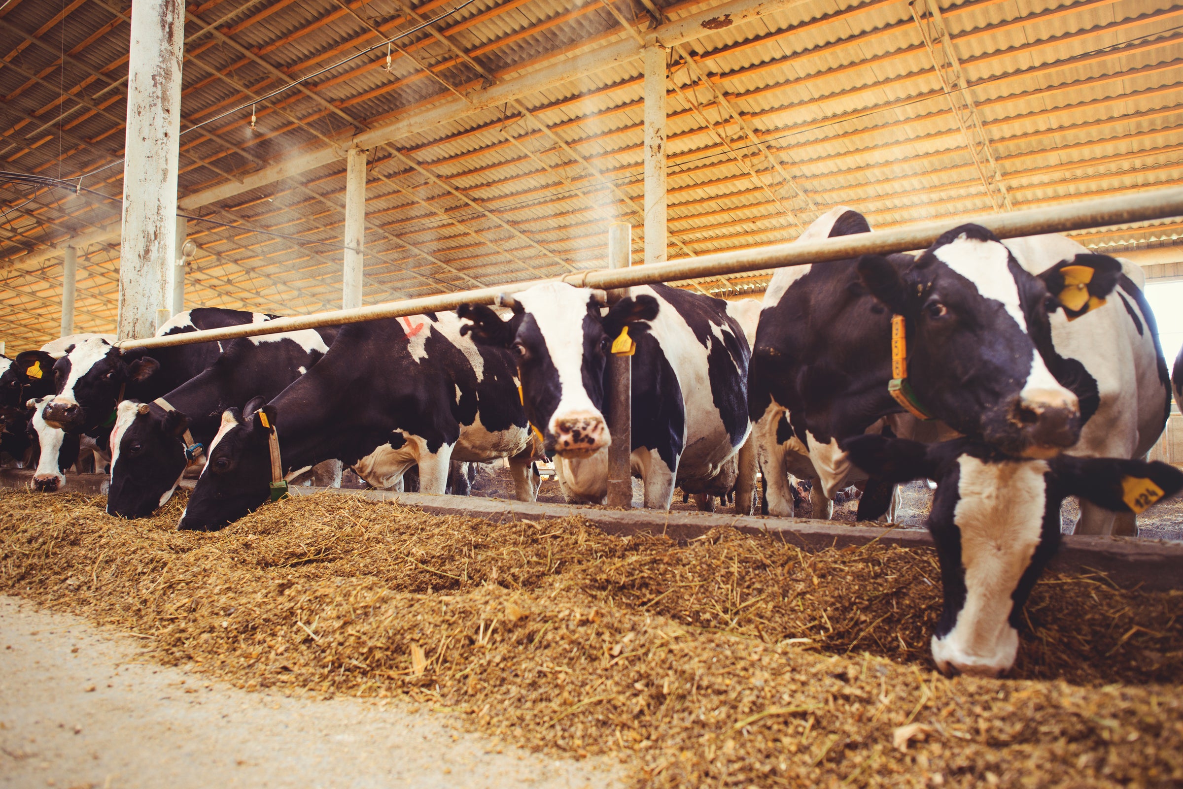 A row of Holstein cows eating feed inside a spacious barn with natural light, highlighting livestock management and agricultural commodity trends for market reports subscriptions with expert insights and exclusive market analysis.