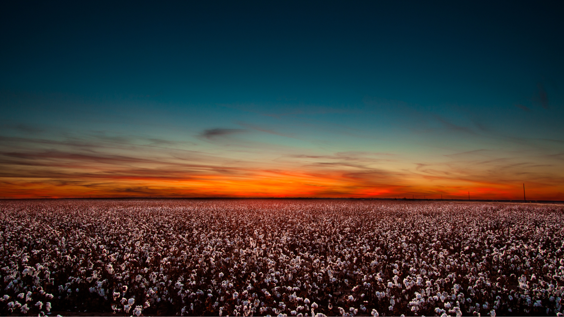 Expansive cotton field under a vivid sunset sky transitioning from orange to deep blue, illustrating agricultural trends and market insights related to commodities in rural landscapes.