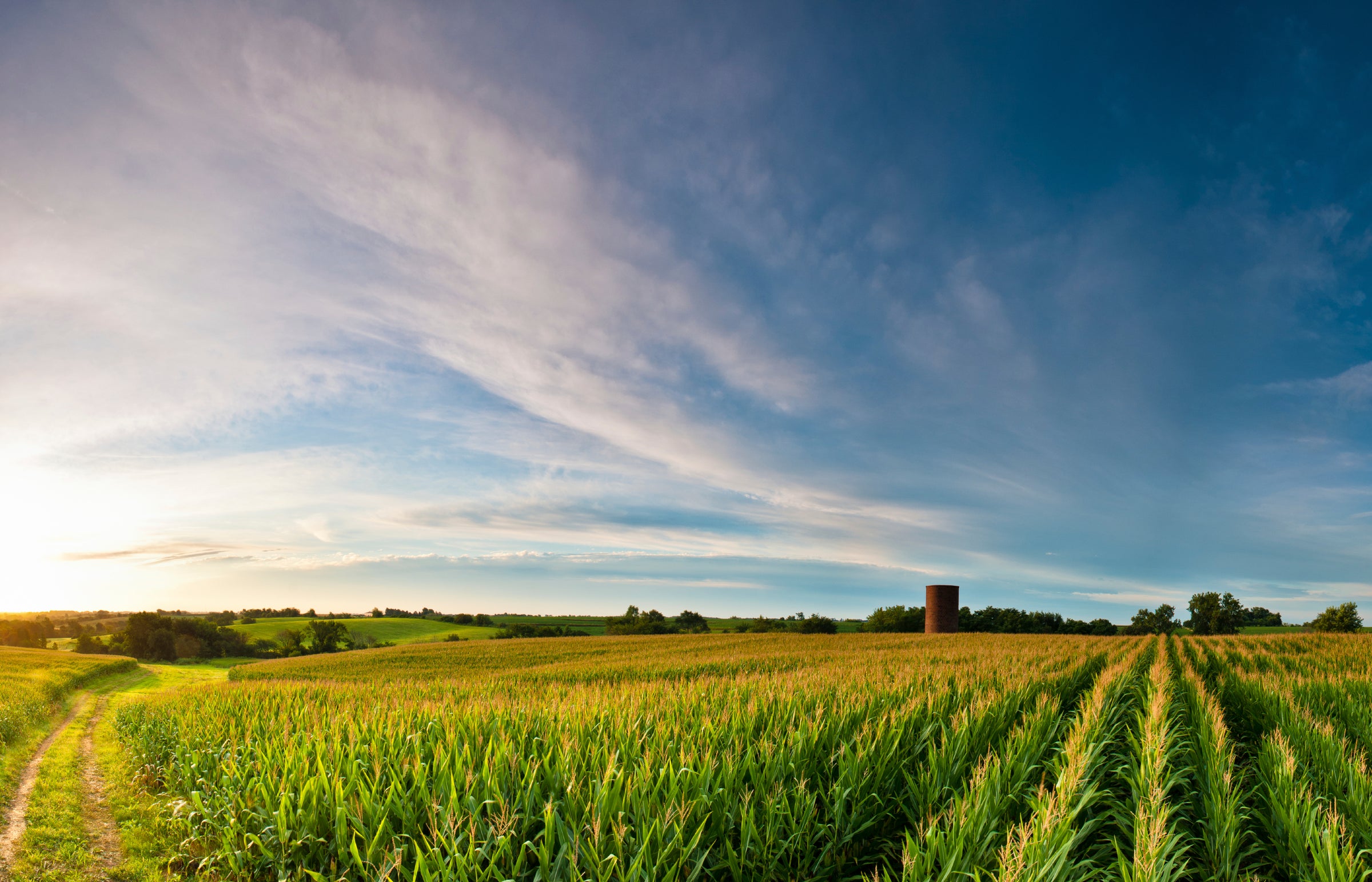 Wide view of a green cornfield under a partly cloudy blue sky during golden hour, illustrating agricultural commodity trends and expert insights for market report subscriptions.
