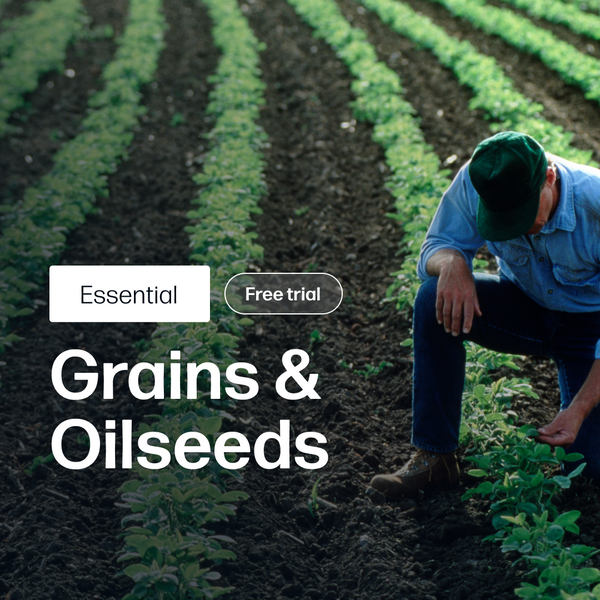 Grains & Oilseeds Market Reports | Essential