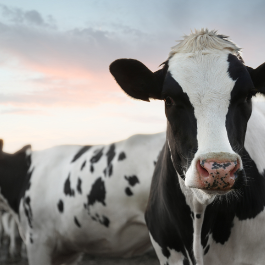 A close-up of a black and white dairy cow looking directly at the camera with a soft sunset sky and other cows blurred in the background, illustrating expert insights and exclusive market analysis for dairy commodity trends and report subscriptions.