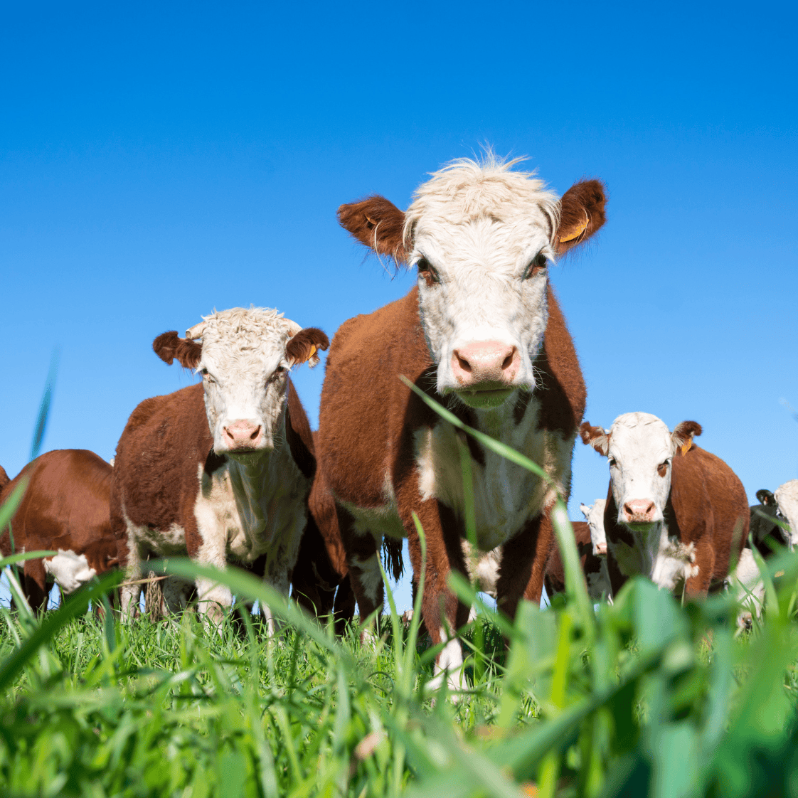 Group of Hereford cattle standing and grazing in a green pasture under a clear blue sky, illustrating expert insights and exclusive market analysis for commodity trends and report subscriptions.
