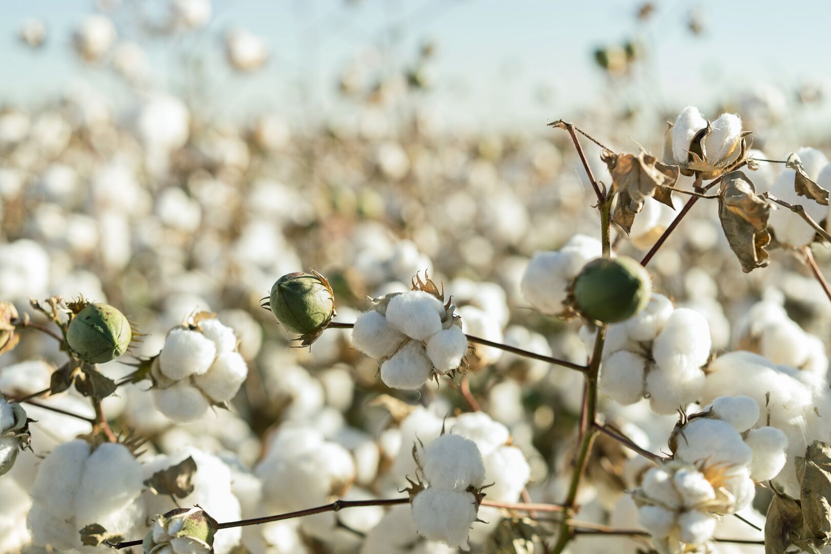 Close-up view of mature cotton bolls on branches in a sunlit cotton field, illustrating agricultural commodity trends with expert insights and Market Reports Subscriptions.