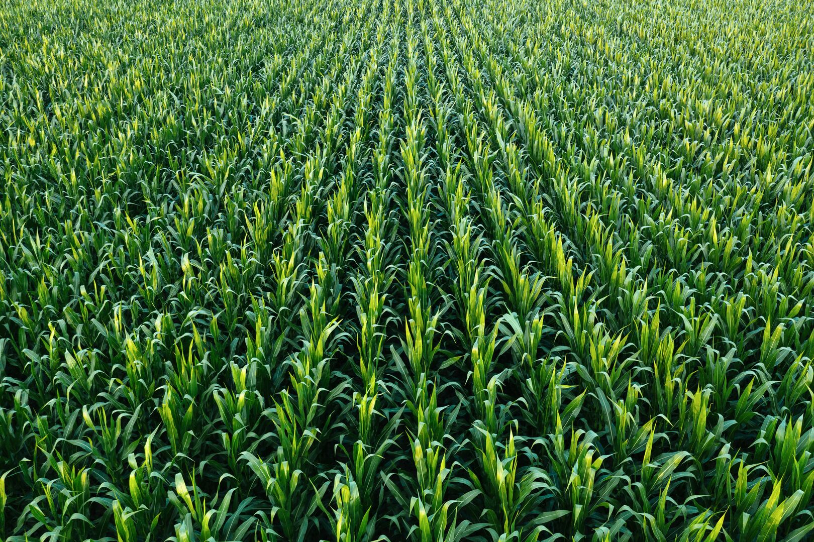 Expansive aerial view of a young green cornfield with uniform rows stretching into the distance, illustrating agricultural trends and commodity market insights for expert analysis and report subscriptions.
