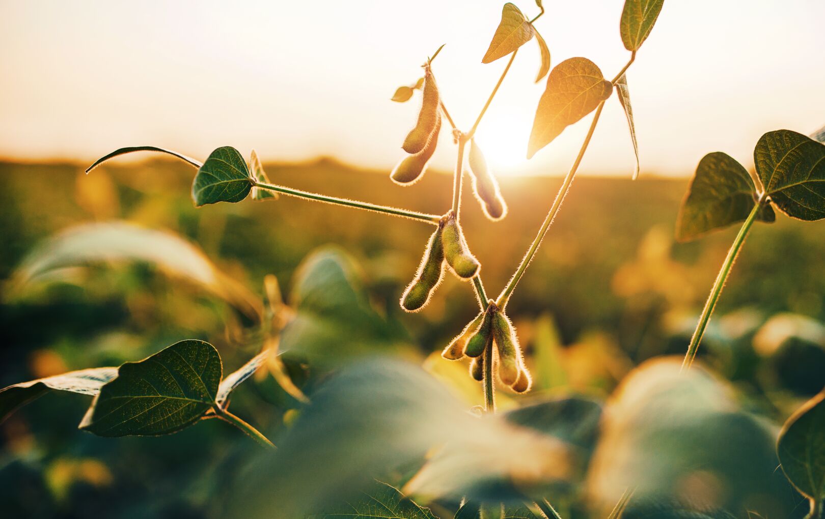 Soybean pods hanging on branches in a sunlit field during golden hour, highlighting agricultural growth and commodity crop production.
