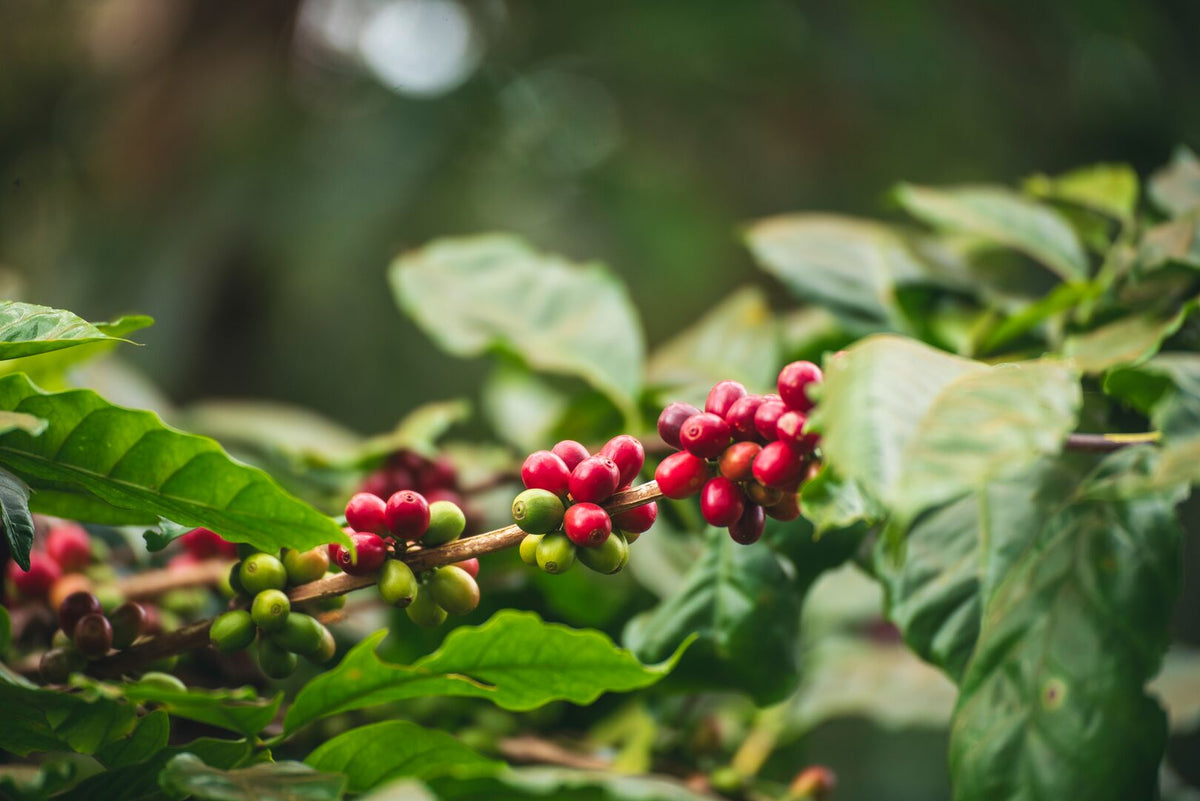 Branch of coffee plant with clusters of green and ripe red coffee cherries among lush green leaves against a blurred natural background