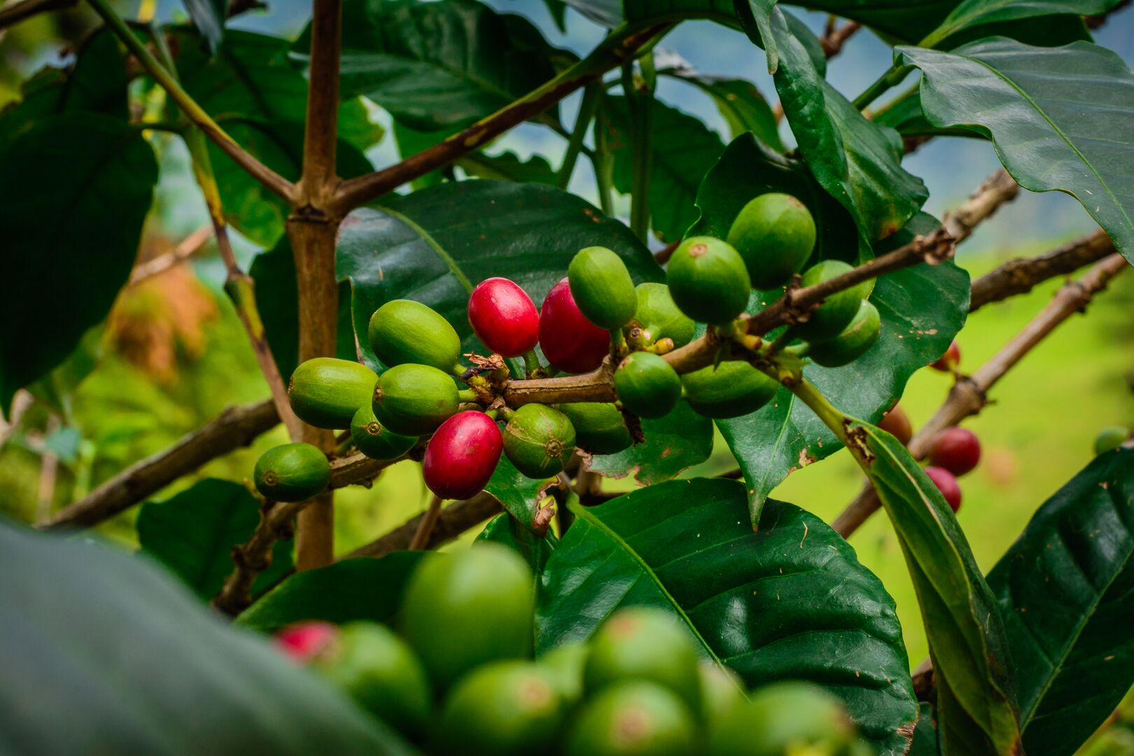 Close-up of coffee cherries in various stages of ripeness, with bright red and green fruits clustered on woody branches amid glossy green leaves.