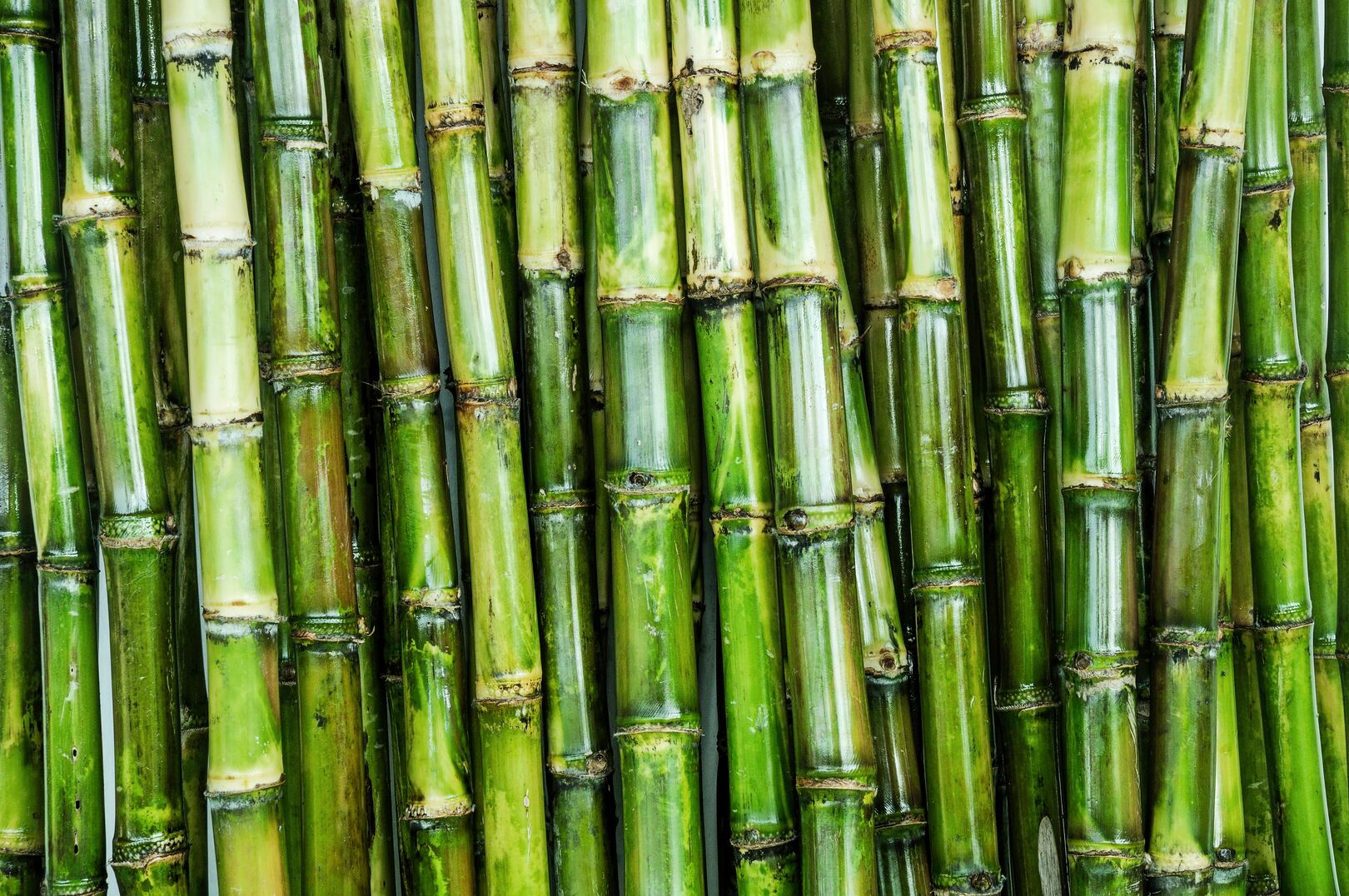 Close-up of fresh green sugarcane stalks arranged vertically, highlighting natural texture and color, illustrating commodity trends and market insights for expert analysis and Market Reports Subscriptions.