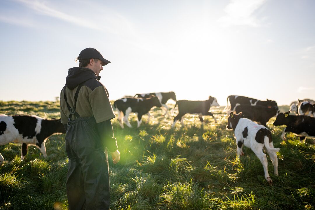 Person wearing dark overalls and a cap standing in a sunlit grassy field observing a herd of black and white cows grazing, with a bright sky in the background.
