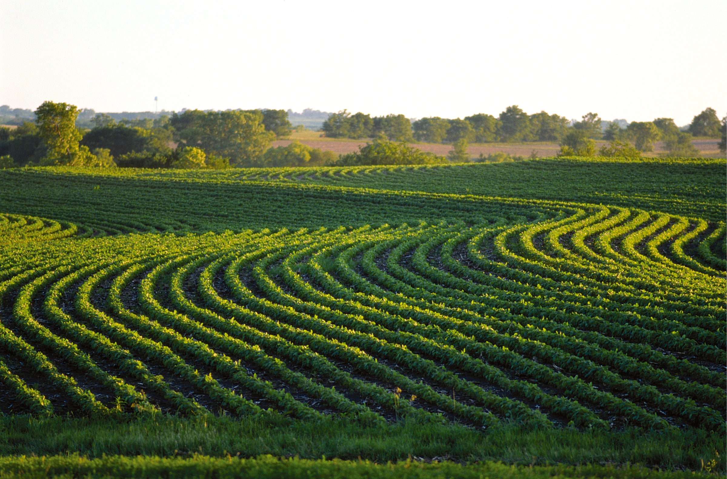 Expansive view of a green crop field with neatly curved rows, bordered by trees in the distance, representing agricultural commodity trends and expert market analysis.