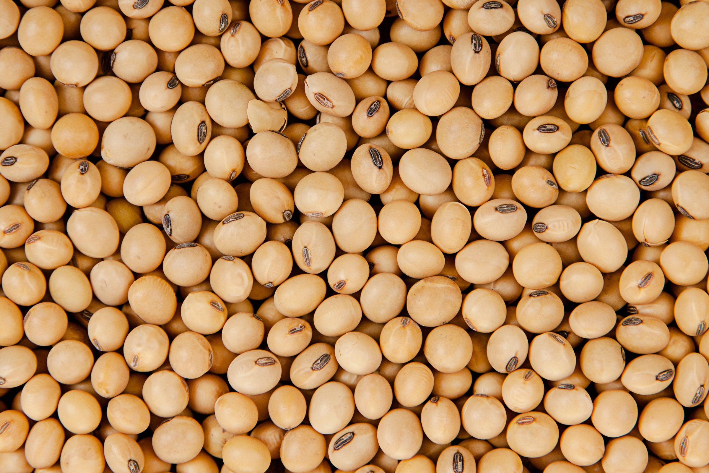 Close-up view of smooth, round soybeans densely filling the frame, illustrating agricultural commodity trends and market insights for research and report subscriptions.