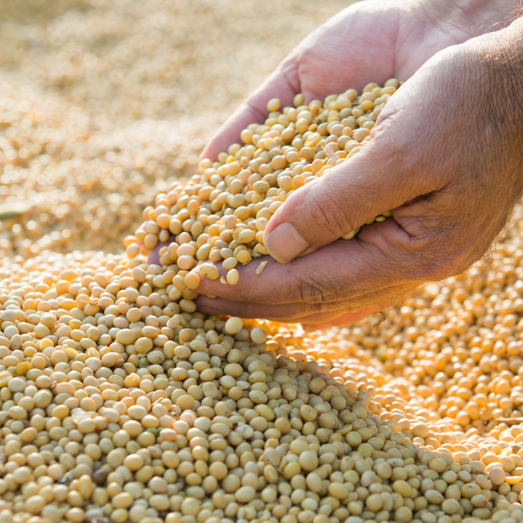 Two hands gently holding and pouring a heap of yellow soybeans, illustrating expert insights and exclusive market analysis for grain commodity trends and subscription reports.