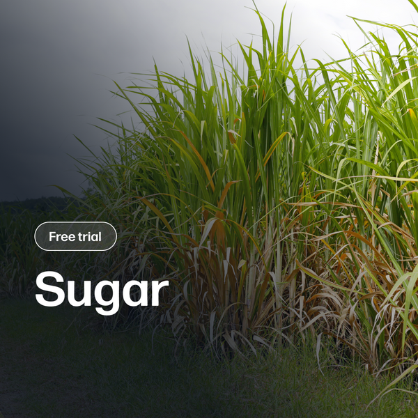 Sugar Market Reports | Premium