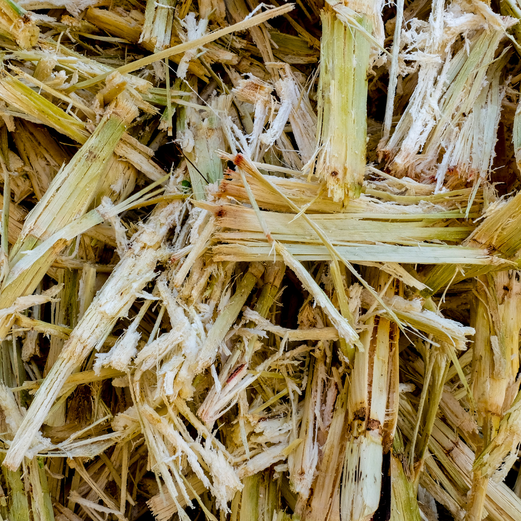 Close-up of shredded sugarcane fibers with natural yellow and green hues, illustrating expert insights and exclusive market analysis for sugar commodity trends and report subscriptions.