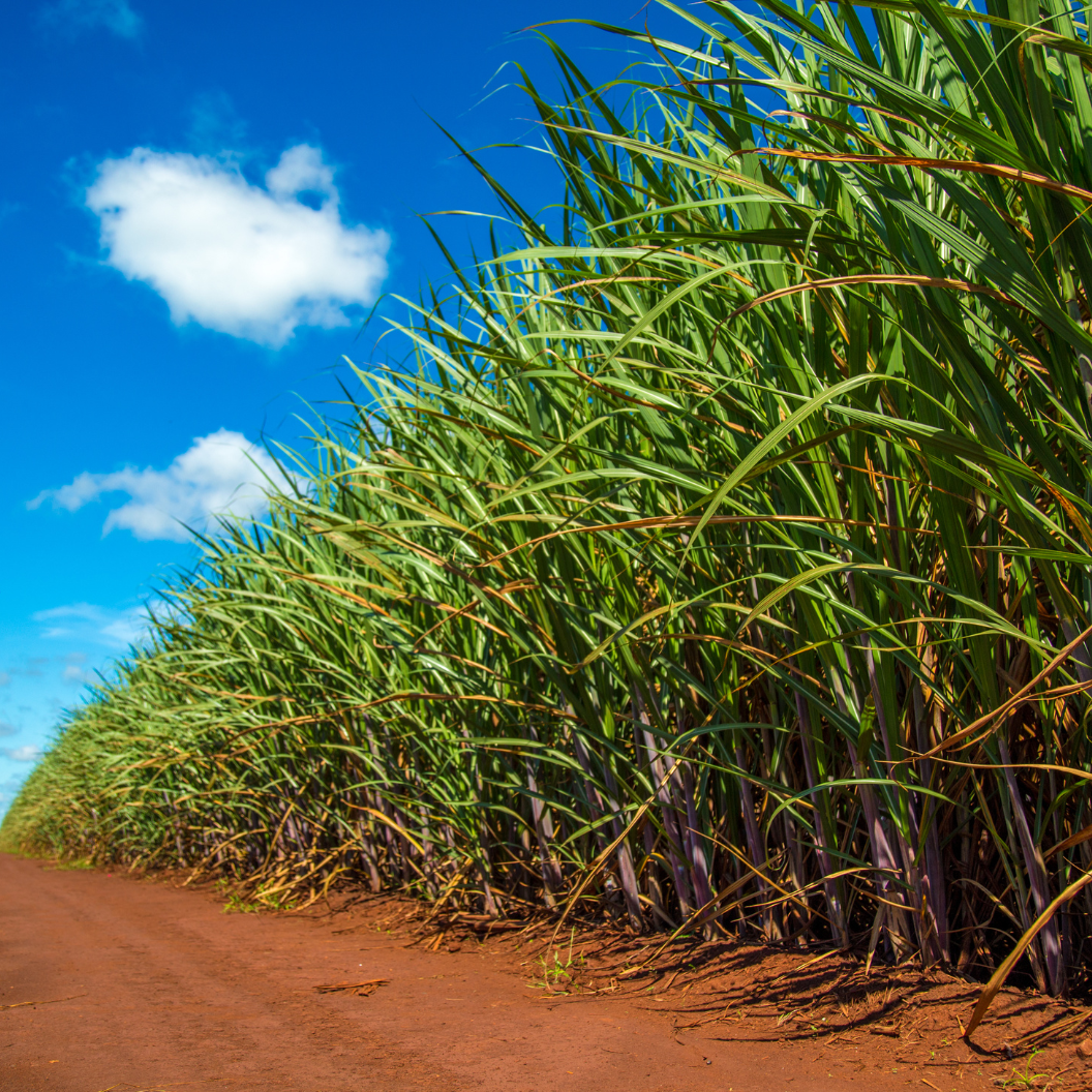 Rows of tall green sugarcane plants growing alongside a dirt pathway under a bright blue sky with scattered clouds, illustrating expert insights and exclusive market analysis for commodity trends and Market Reports Subscriptions.