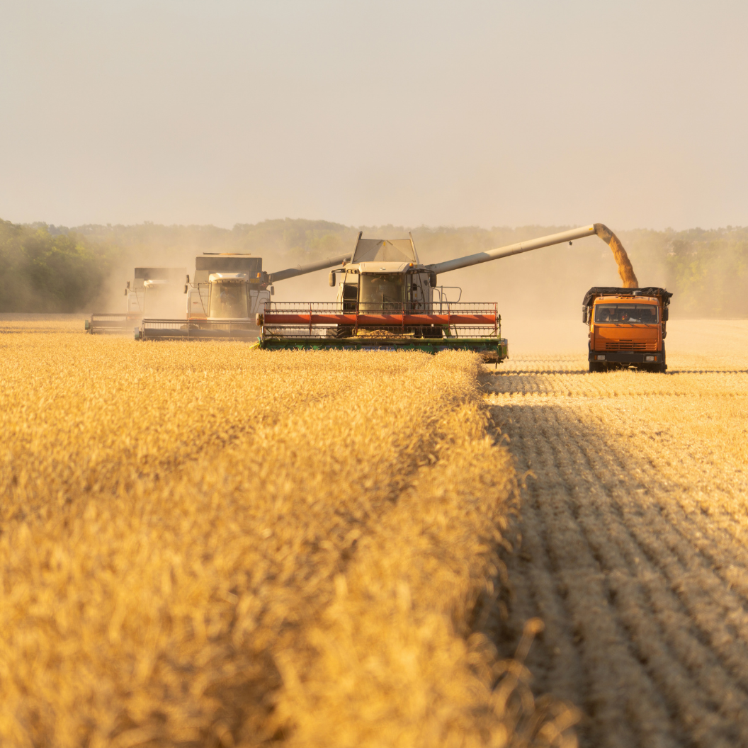 Three combine harvesters working in a golden wheat field, transferring grain into a truck under a hazy sky, illustrating expert insights and exclusive market analysis for grain commodities.