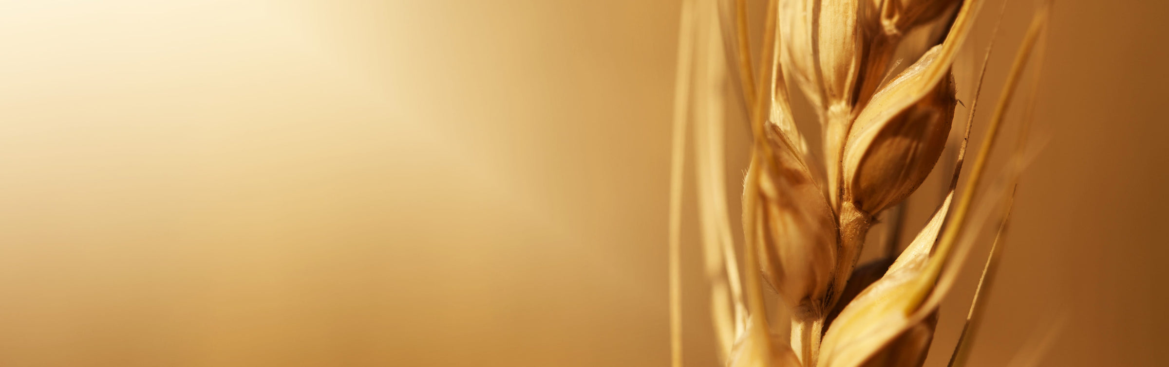Close-up of golden wheat heads gently illuminated by warm sunlight, capturing the natural texture and color associated with agricultural commodity trends and market perspectives.