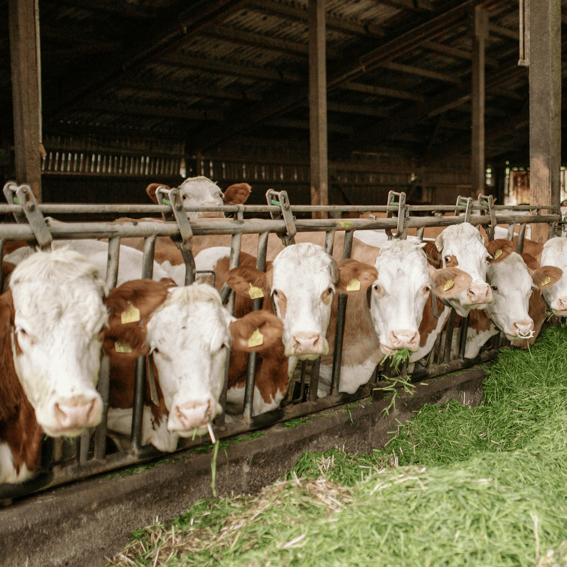 A row of white and brown cattle feeding on fresh green fodder inside a covered barn, illustrating expert insights and exclusive market analysis for cattle and beef commodity trends and market reports subscriptions.