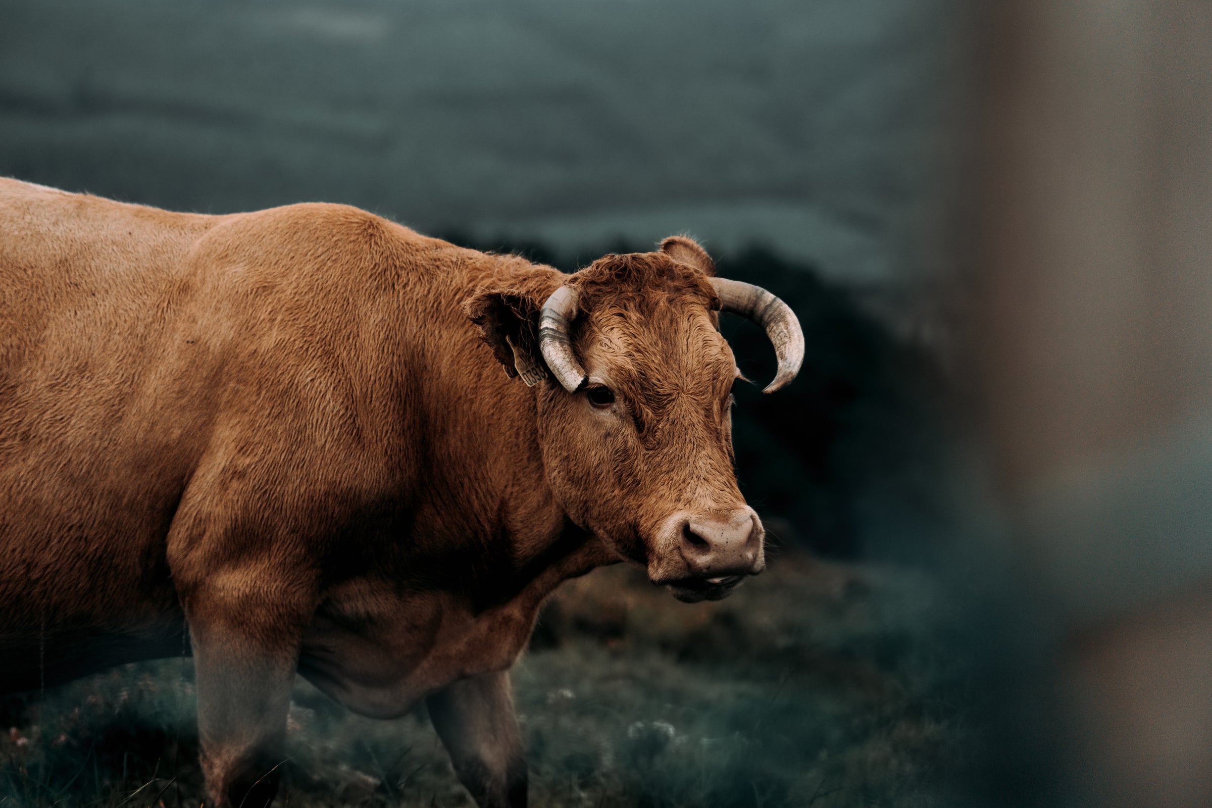 Brown ox with curved horns standing in a dimly lit grassy area, showcasing natural strength and resilience in a calm, moody outdoor setting.