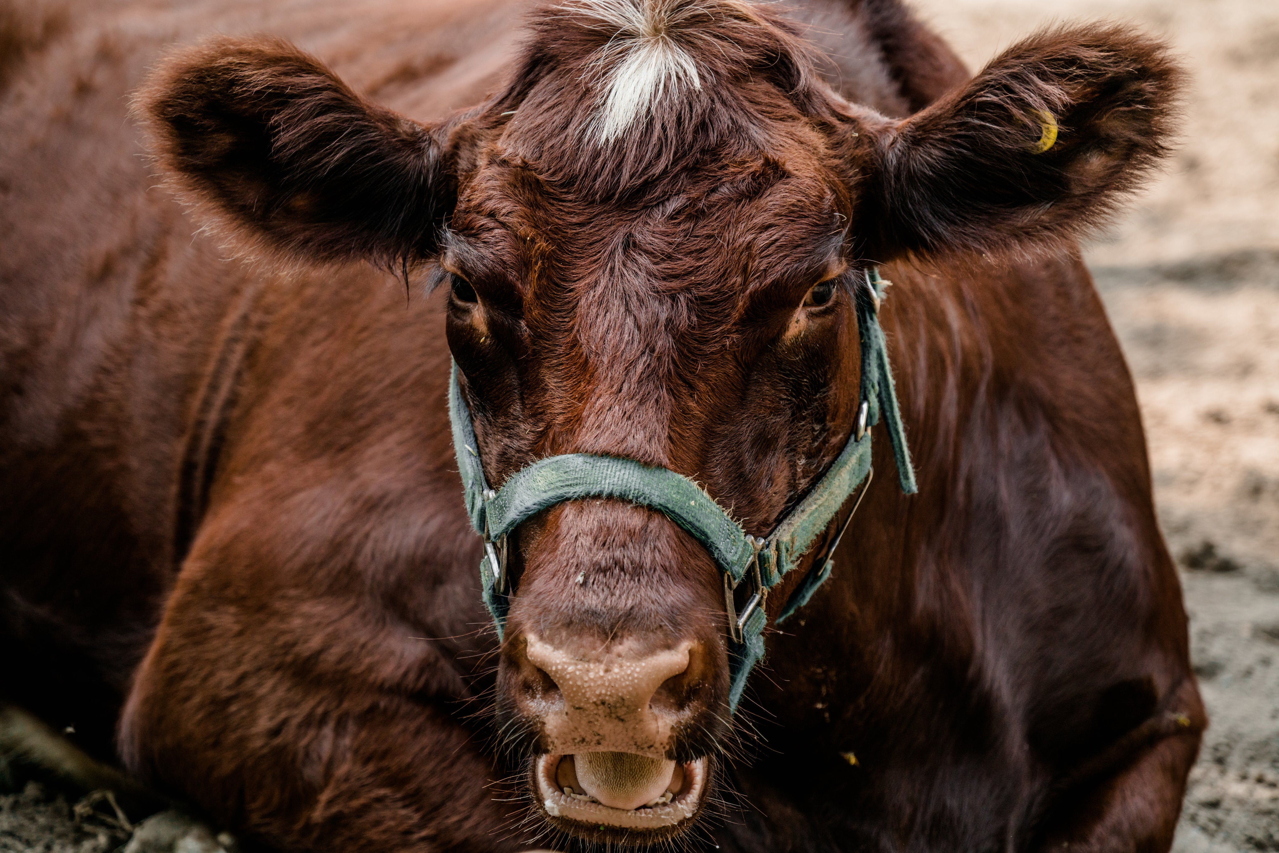 Close-up of a brown cow with a green halter, mouth open, resting on a farm surface, illustrating livestock imagery for commodity market perspectives and report subscriptions.