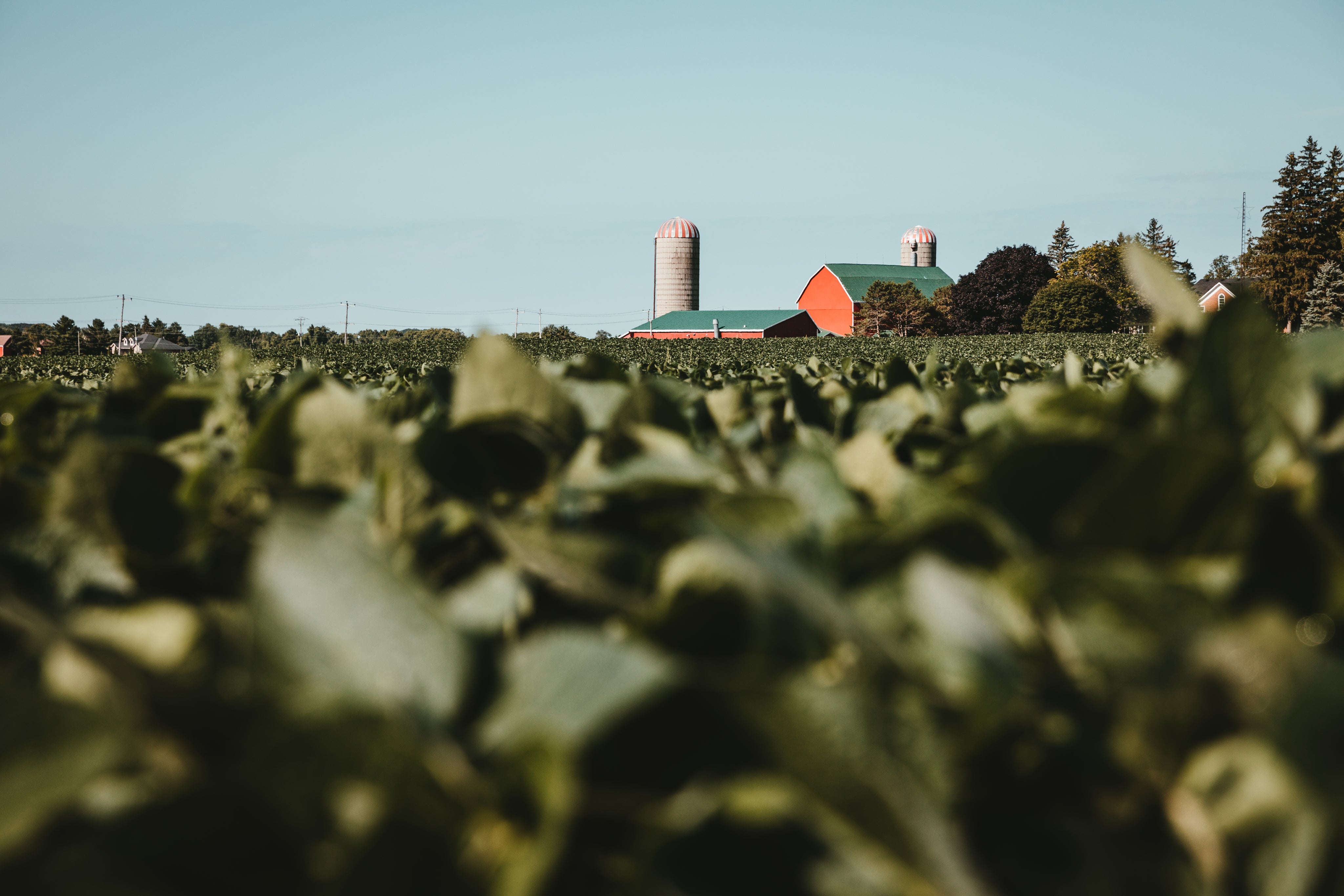 Wide view of a green crop field with a red barn and silos in the background under a clear sky, illustrating agricultural landscape and commodity market perspectives.